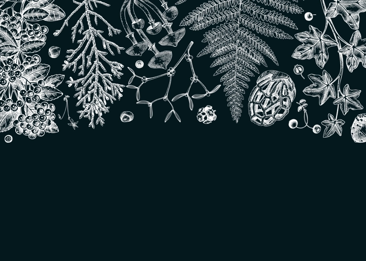 Hand drawn autumn background on chalkboard. Vintage frame with ferns, forest mushrooms, fall leaves and autumn plant sketch. Botanical design template in engraved style. Vector woodland illustration